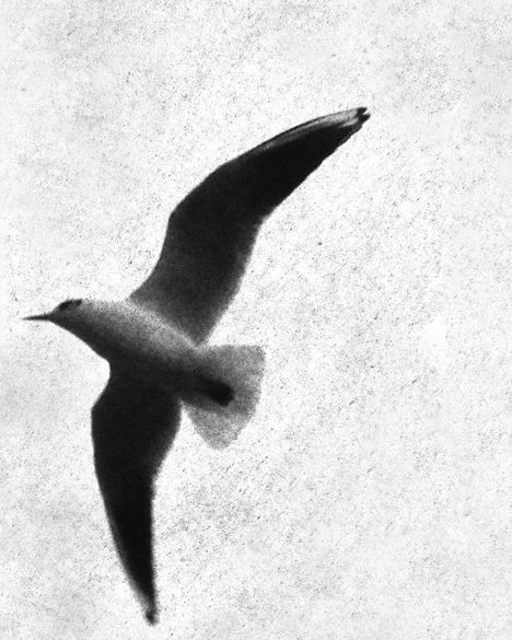 Ein Schwarzweißfoto zeigt eine Möwe, die elegant am Himmel fliegt.