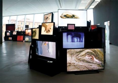 Viele Monitore zeigen Nahaufnahmen von Tieren und Natur, darunter ein Elefant und ein Auge.