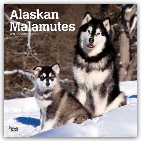 Browntrout Publishers: Alaskan Malamutes 2026 - 16-Monatskalender, Kalender