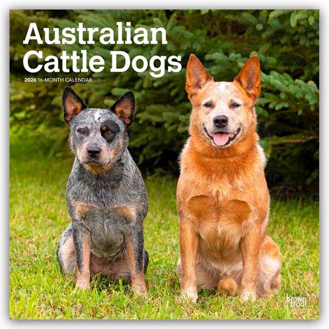 Browntrout Publishers: Australian Cattle Dogs 2026 - 16-Monatskalender, Kalender