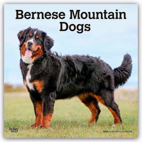 Browntrout Publishers: Bernese Mountain Dogs - Berner Sennenhund 2026 - 16-Monatskalender, Kalender