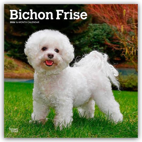 Browntrout Publishers: Bichon Frisé 2026 - 16-Monatskalender, Kalender