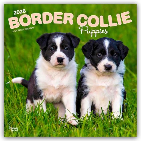 Browntrout Publishers: Border Collie Puppies - Border Collie Welpen 2026 - 16-Monatskalender, Kalender