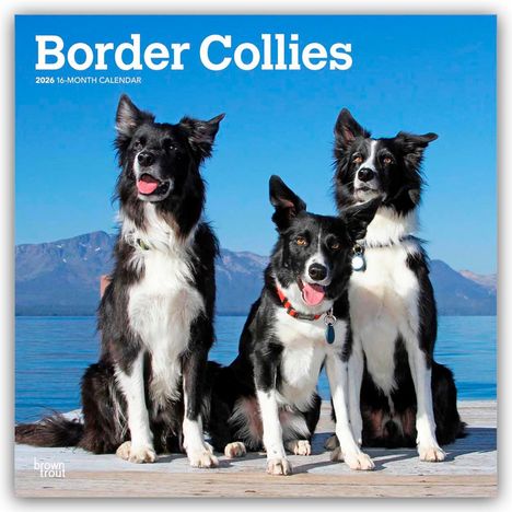 Browntrout Publishers: Border Collies 2026 - 16-Monatskalender, Kalender