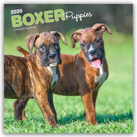 Browntrout Publishers: Boxer Puppies - Boxer Welpen 2026 - 16-Monatskalender, Kalender