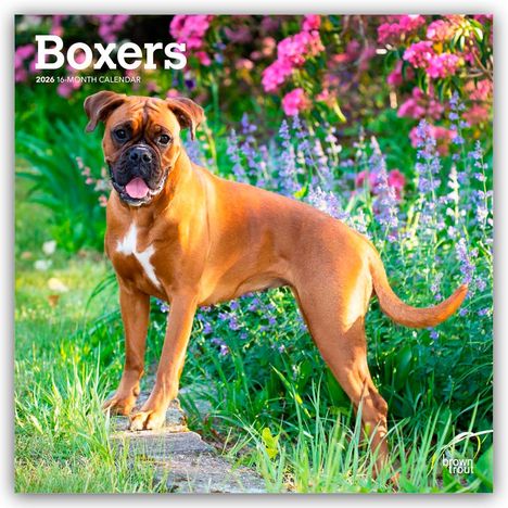 Browntrout Publishers: Boxers - Boxer 2026 - 16-Monatskalender, Kalender