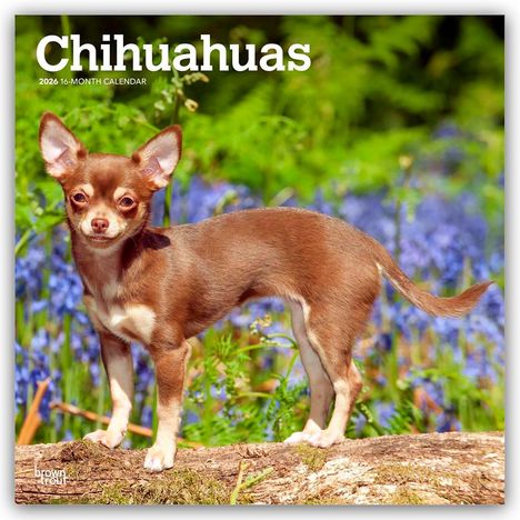 Browntrout Publishers: Chihuahuas 2026 - 16-Monatskalender, Kalender