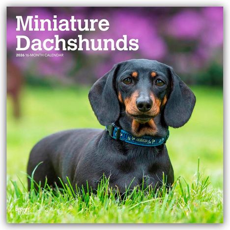 Browntrout Publishers: Miniature Dachshunds - Zwergdackel 2026 - 16-Monatskalender, Kalender