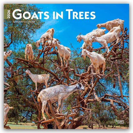 Browntrout Publishers: Goats in Trees - Ziegen in Bäumen 2026 - 16-Monatskalender, Kalender