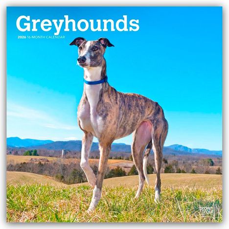 Browntrout Publishers: Greyhounds - Windhunde 2026 - 16-Monatskalender, Kalender