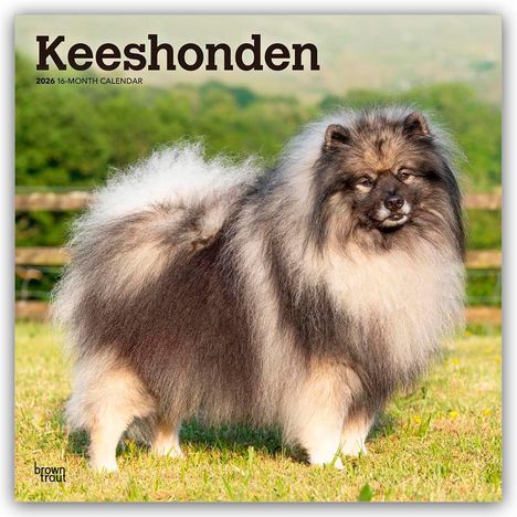 Browntrout Publishers: Keeshonden - Wolfsspitz 2026 - 16-Monatskalender, Kalender