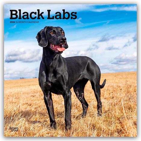 Browntrout Publishers: Black Labrador Retriever - Schwarze Labrador Retriever 2026 - 16-Monatskalender, Kalender