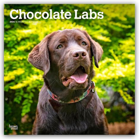 Browntrout Publishers: Chocolate Labrador Retriever - Brauner Labrador Retriever 2026 - 16-Monatskalender, Kalender