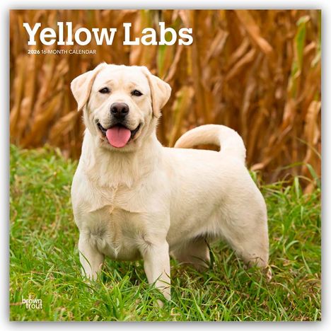 Browntrout Publishers: Yellow Labrador Retriever - Gelber Labrador Retriever 2026 - 16-Monatskalender, Kalender
