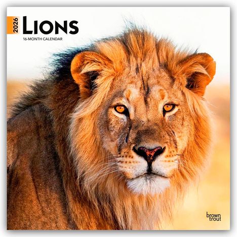 Browntrout Publishers: Lions - Löwen 2026 - 16-Monatskalender, Kalender