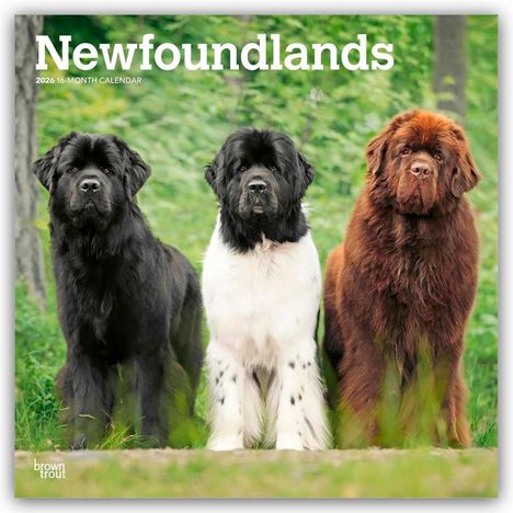 Browntrout Publishers: Newfoundlands - Neufundländer 2026 - 16-Monatskalender, Kalender
