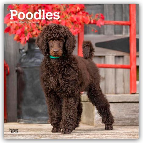Browntrout Publishers: Poodles - Pudel 2026 - 16-Monatskalender, Kalender