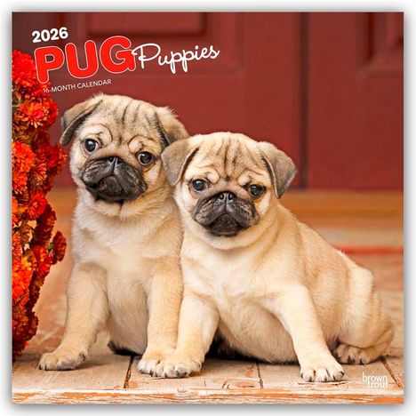 Browntrout Publishers: Pug Puppies - Mops Welpen 2026 - 16-Monatskalender, Kalender