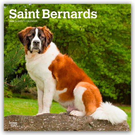 Browntrout Publishers: Saint Bernards - Bernhardiner 2026 - 16-Monatskalender, Kalender