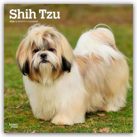 Browntrout Publishers: Shih Tzu 2026 - 16-Monatskalender, Kalender