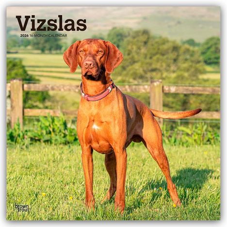 Browntrout Publishers: Vizslas - Kurzhaariger Ungarischer Vorstehhund 2026 - 16-Monatskalender, Kalender