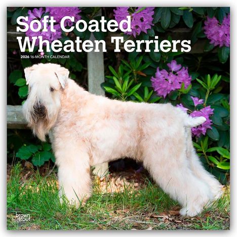 Browntrout Publishers: Soft Coated Wheaten Terriers - Soft Coated Wheaten Terrier 2026 - 16-Monatskalender, Kalender