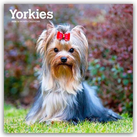 Browntrout Publishers: Yorkshire Terriers - Yorkshire Terrier - Yorkies 2026 - 16-Monatskalender, Kalender