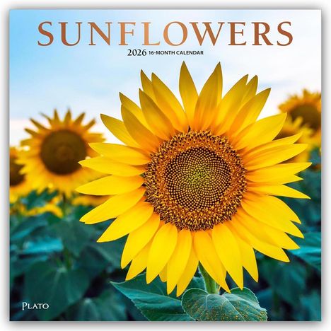 Browntrout Publishers: Sunflowers - Sonnenblumen 2026 - 16-Monatskalender, Kalender