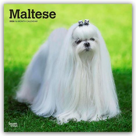 Browntrout Publishers: Maltese - Malteser 2026 - 16-Monatskalender, Kalender