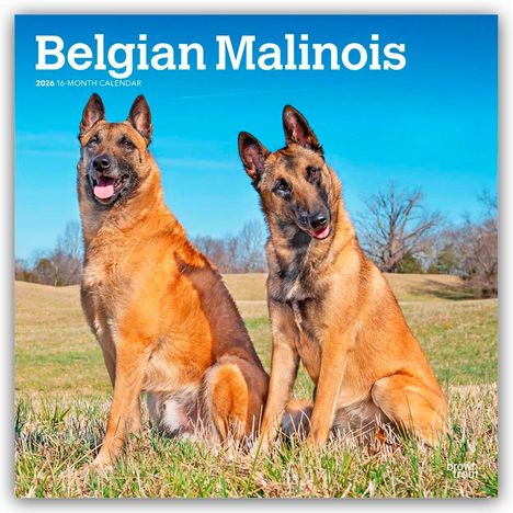 Browntrout Publishers: Belgian Malinois 2026 - 16-Monatskalender, Kalender