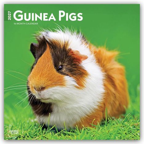 „2027 GUINEA PIGS“ und „16-Month Calendar“. Ein Meerschweinchen mit braun-weißem Fell sitzt auf grünem Gras.