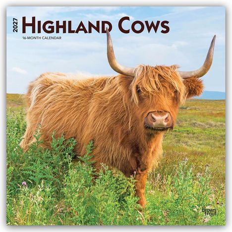 Titel: "2027 Highland Cows". Eine zottelige Highland-Kuh steht auf einer grünen Wiese unter klarem Himmel.