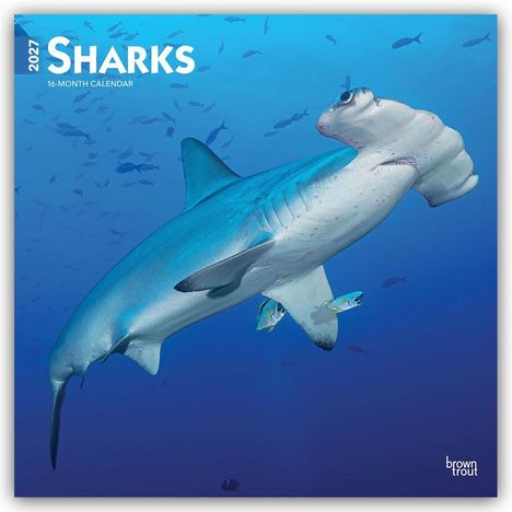 „2027 SHARKS 16-MONTH CALENDAR“ in weißer Schrift. Hammerhai schwimmt im blauen Ozean. Unten rechts steht „browntrout“.
