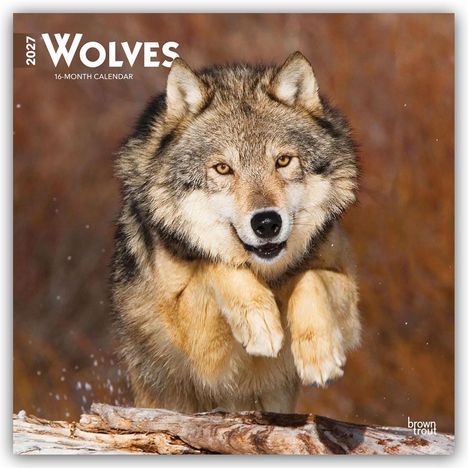 "2027 WOLVES 16-MONTH CALENDAR" oben links. Ein Wolf im Sprung über einen Baumstamm, mit einem intensiven Blick.