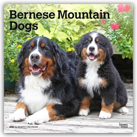 "Bernese Mountain Dogs" und "2024 16-Month Calendar". Zwei fröhliche Berner Sennenhunde auf einem Holzdeck, umgeben von Blumen.