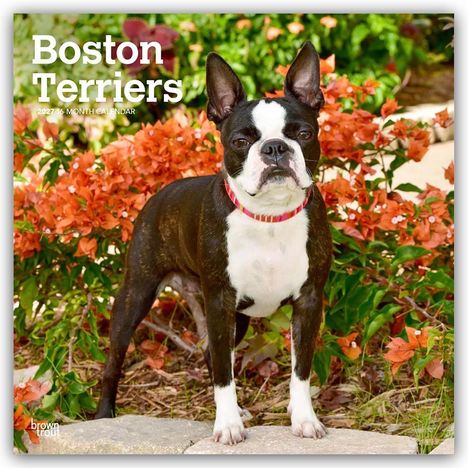 Text: „Boston Terriers 2024 16-Month Calendar“. Ein Boston Terrier vor orangen Blumen im Hintergrund.