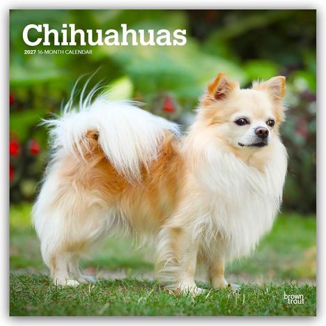 "Chihuahuas 2027 16-Month Calendar". Ein kleiner, flauschiger Chihuahua steht auf grünem Gras.