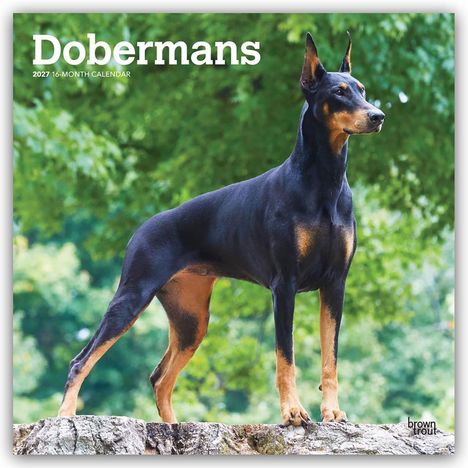 „Dobermans 2027 16-Month Calendar.“ Ein Dobermann steht majestätisch im Grünen.