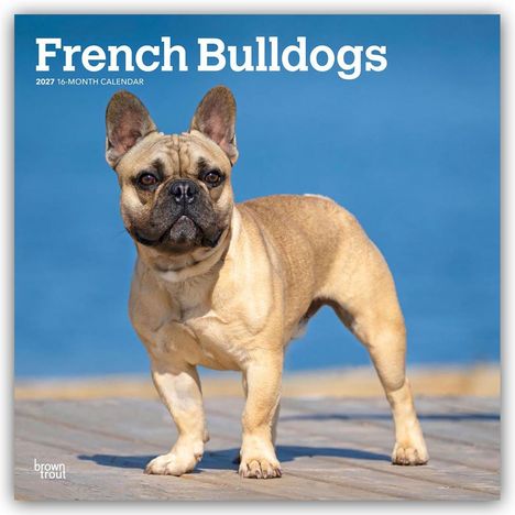 "French Bulldogs, 2027 16-Month Calendar." Ein fawnfarbener Französischer Bulldogge steht auf einem Holzdeck vor blauem Hintergrund.