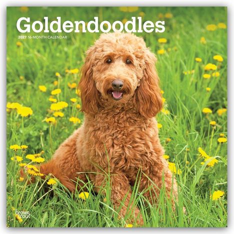 Text: "Goldendoodles 2027 16-Month Calendar." Ein flauschiger Goldendoodle sitzt auf einer Wiese voller gelber Blumen.