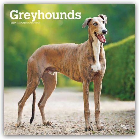 Text: "Greyhounds 2027 16-Month Calendar." Abgebildet ist ein stehender Greyhound vor einem unscharfen, grünen Hintergrund.