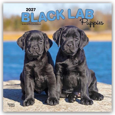 "2027 BLACK LAB Puppies, 16-Month Calendar" steht oben. Zwei schwarze Labradorwelpen sitzen auf einem Stein vor Wasser.