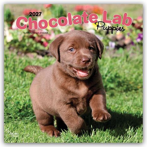 "2027 Chocolate Lab Puppies" in rosa Schrift, süßer brauner Welpe auf einer Wiese, im Hintergrund bunte Blumen.