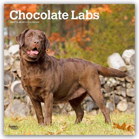"Chocolate Labs", 2027 16-Month Calendar. Ein brauner Labrador steht auf Gras vor einem Hintergrund mit Herbstlaub und Holzstämmen.