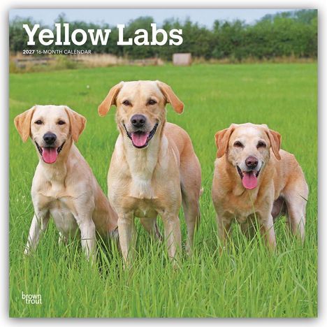 Text: "Yellow Labs 2024 16-Month Calendar." Drei gelbe Labradore stehen auf einer grünen Wiese und blicken fröhlich nach vorn.