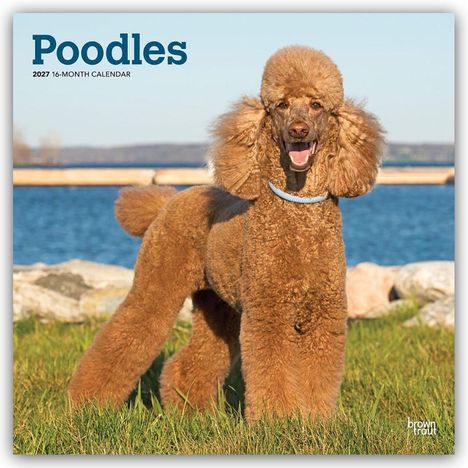 Text: "Poodles 2027 16-MONTH CALENDAR". Ein Pudel steht auf Gras vor einem Gewässer.