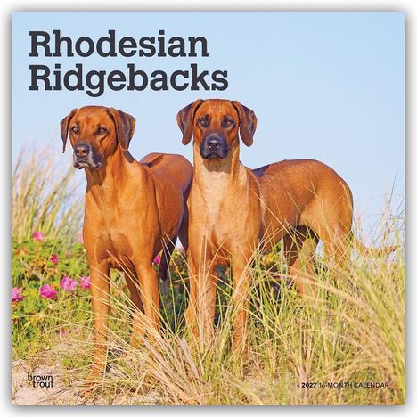 „Rhodesian Ridgebacks“ steht über zwei Hunden in einer Wiese mit blühenden Pflanzen. Unten steht „2027 16-MONTH CALENDAR“.