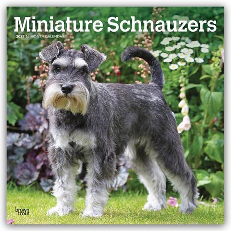 "Miniature Schnauzers 2027 16-Month Calendar". Ein Miniatur-Schnauzer steht auf einer Wiese, umgeben von Blumen.