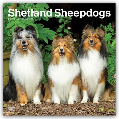 "Shetland Sheepdogs", "2024 16-Month Calendar". Drei Shetland Sheepdogs sitzen nebeneinander vor grünen Blättern.