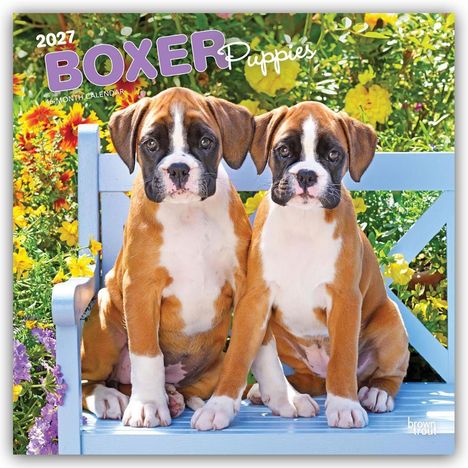 Text: "2027 BOXER Puppies - 16 Month Calendar". Zwei Boxerwelpen sitzen auf einer blauen Bank, umgeben von bunten Blumen.